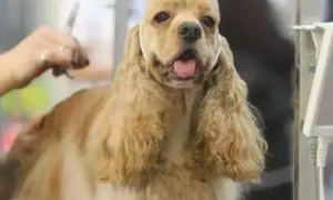 宠物美容师被顾客狗咬了责任最新
