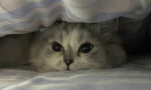 为什么猫咪钻被窝里睡觉