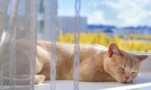 猫咪为什么喜欢窝高处睡觉呢