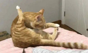 猫咪总是舔后腿怎么回事