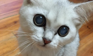 为什么猫咪眼睛老是往上翻怎么回事