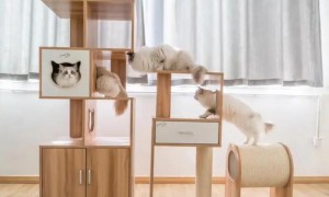 猫爬架实用吗