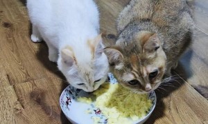 母猫坐月子吃什么有营养