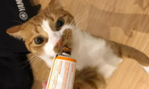 猫咪为什么喜欢吃营养膏