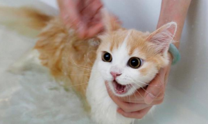 猫咪白天可以洗澡吗为什么