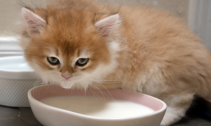 十种简单的自制猫咪食谱猫可以吃豆浆吗