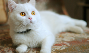 白猫是啥品种的猫