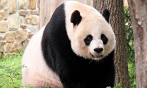 在美国的大熊猫美香