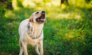 为什么狗狗得甲状腺结节