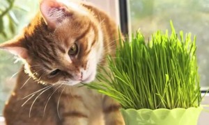 猫咪猫草有哪些