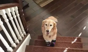 为什么狗狗不敢爬楼梯了呢