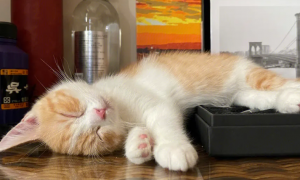 为什么猫咪光喜欢睡觉呢
