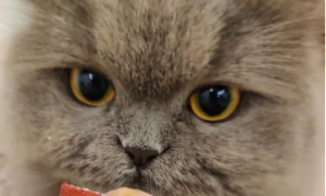 猫咪吃猫条吃多少