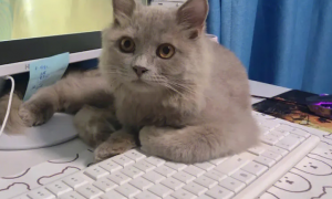 为什么猫咪喜欢做键盘