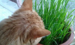 猫草怎么种植水育