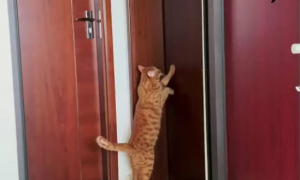 猫咪为什么不停挠门睡觉