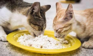 猫咪为什么不能喂骨头粥呢