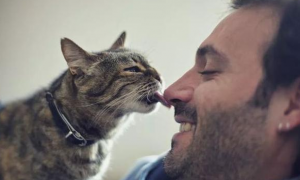 猫猫为什么喜欢亲主人的嘴巴