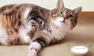 猫咪为什么会那么肥胖的原因
