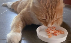 猫咪不能多吃虾仁是什么原因