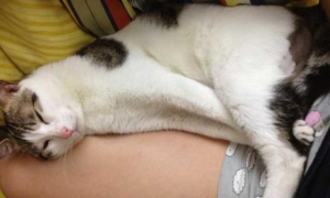 猫咪为什么不坐腿上睡觉呢