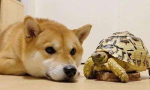 狗和乌龟的图片