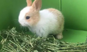 1个月兔子能吃提摩西草