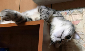 为什么猫咪喜欢睡在高处