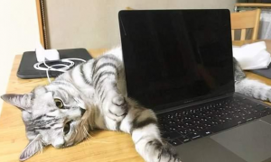 为什么猫咪喜欢做电脑的事情