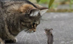 猫一般多大才抓老鼠