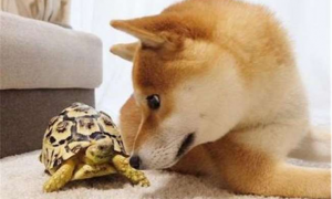 狗为什么喜欢咬乌龟