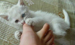 猫咪为什么总爱咬我的脚