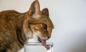 猫喝的水要每天换吗