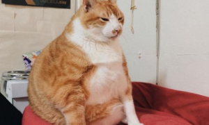 为什么猫咪容易长胖的原因有哪些