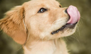 狗狗不时舔嘴巴是为什么原因