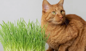 猫要吃多少猫草