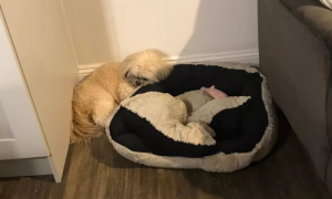 狗狗睡觉为什么咬被子垫脚呢