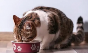 为什么猫咪喜欢吃饭的原因