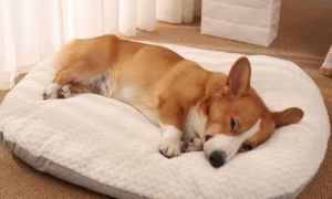 为什么狗狗可以睡很久呢