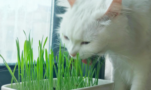 猫草多久能长好