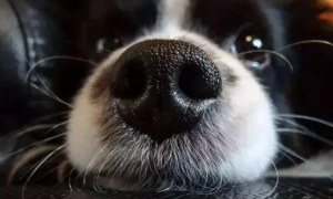 狗狗为什么用鼻子发声音呢