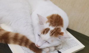 为什么猫咪坐在书上睡觉