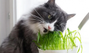 最好的猫草是什么