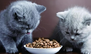 幼猫为什么吃幼猫猫粮呢