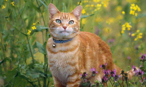 田园猫什么花色最稀有