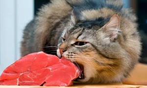 猫咪为什么喜欢闻牛肉味儿