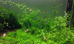 鱼缸常见水草的种类
