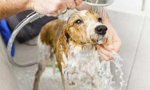 为什么狗狗打针后要洗澡