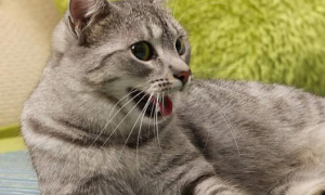 猫咪为什么喜欢用嘴巴呼吸