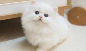 猫纯白拿破仑多少钱